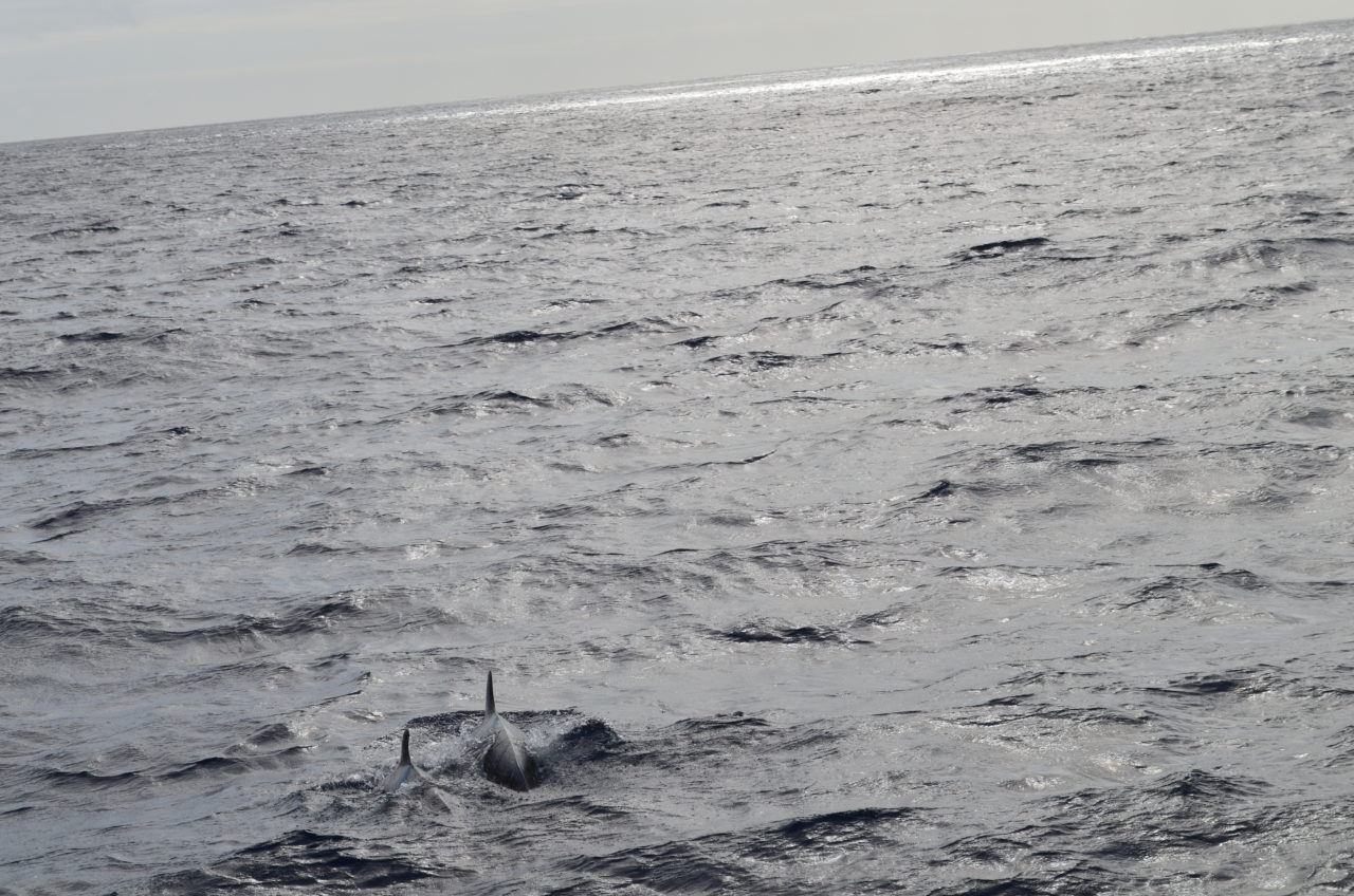 Atlantic