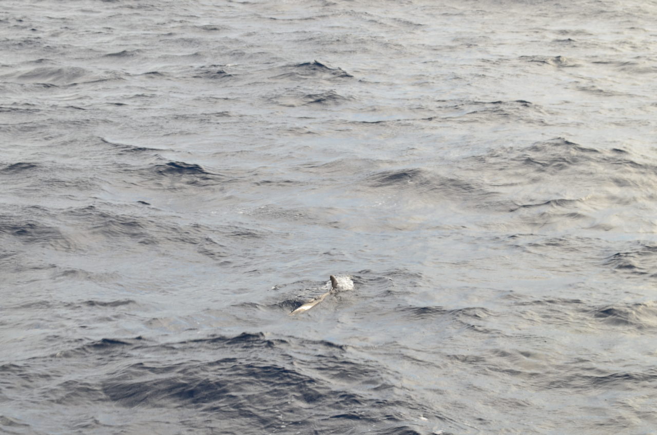 Atlantic