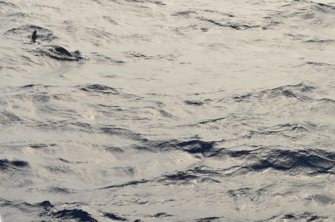 Atlantic