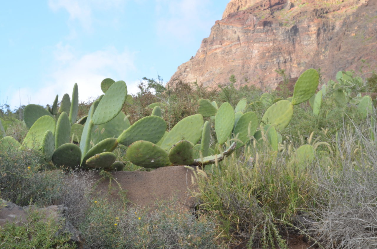 La Gomera