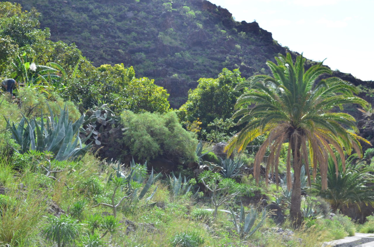 La Gomera